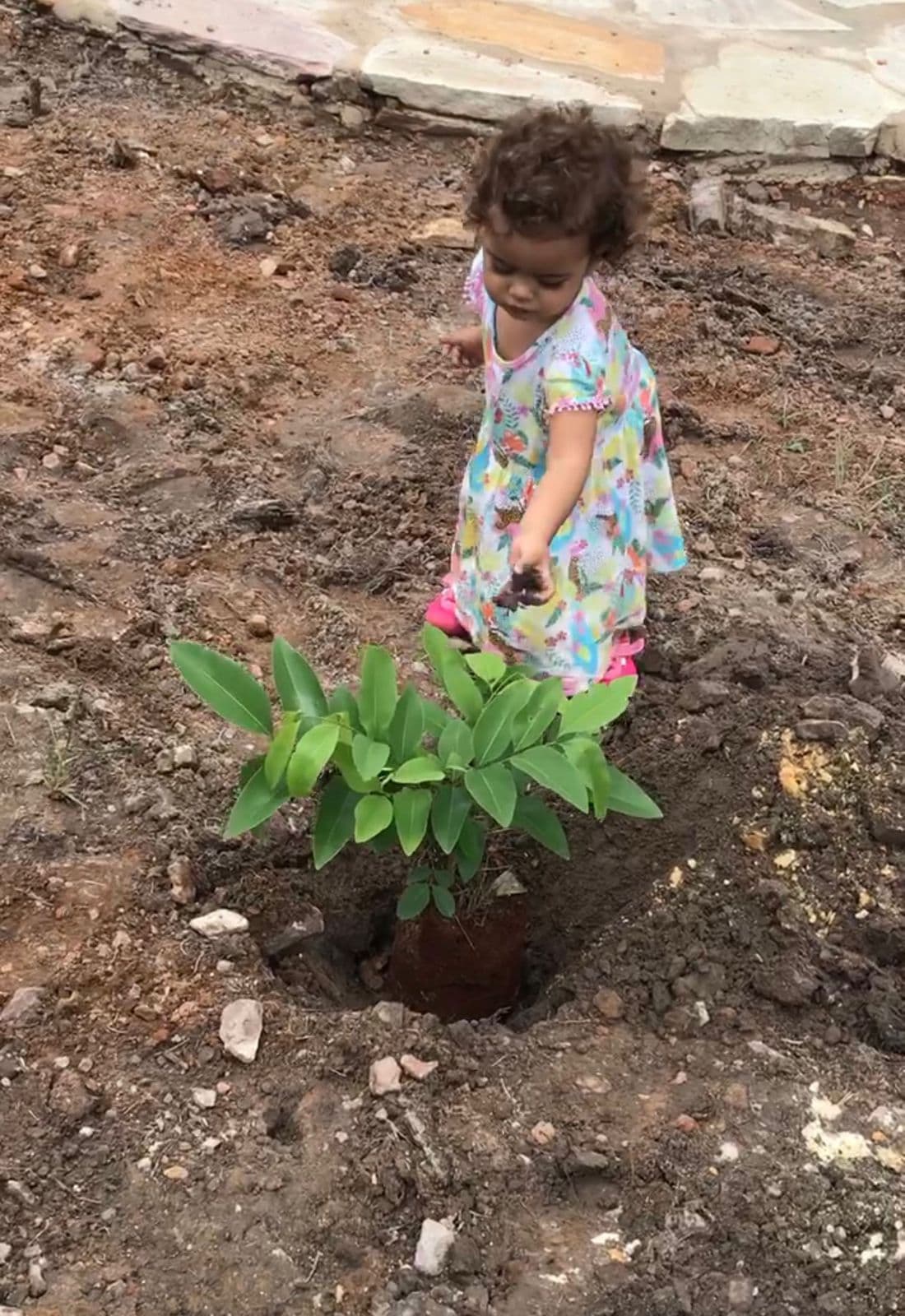 Plantando acácia
